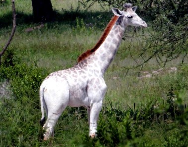 rara jirafa blanca tanzania