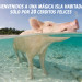 playa de los cerdos bahamas