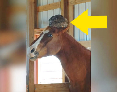 No imaginarás lo que encontraron sobre la Cabeza de su Caballo