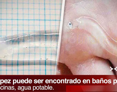 candiru pez vampiro