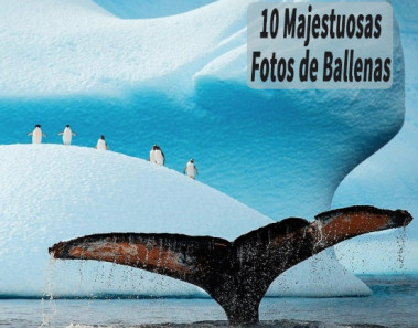 10 Majestuosas Fotos de Ballenas