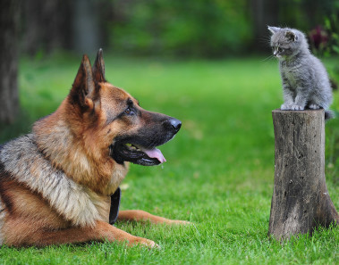 México inaugura su primer hospital público para animales