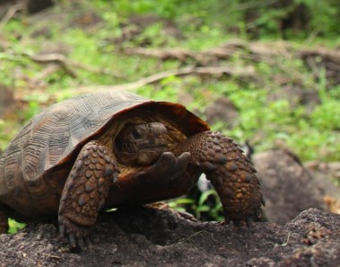 Nueva especie de tortuga es descubierta en Sonora