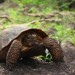 Nueva especie de tortuga es descubierta en Sonora