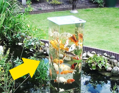 Dio la Vuelta a Este Tanque de Cristal, y Mira lo que Hacen Los Peces