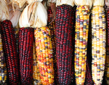 Festival del Maíz en Seminka, Coapa, Ciudad de México