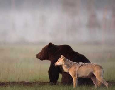 amistad entre oso y lobo