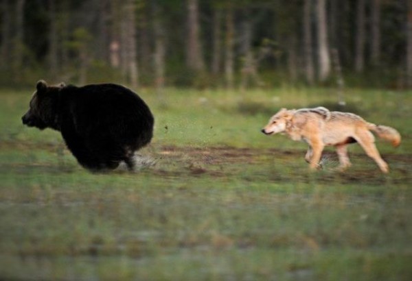 amistad entre oso y lobo