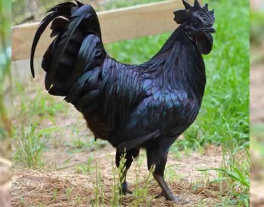 gallo negro indonesia
