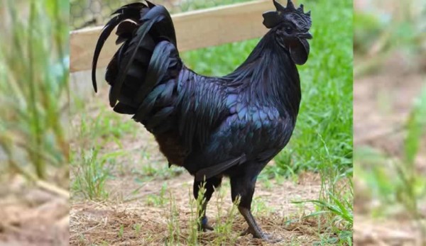 gallo negro indonesia