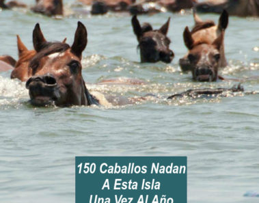 150 caballos nadan a esta isla todos los años ¿Por qué? ¡Descúbrelo!