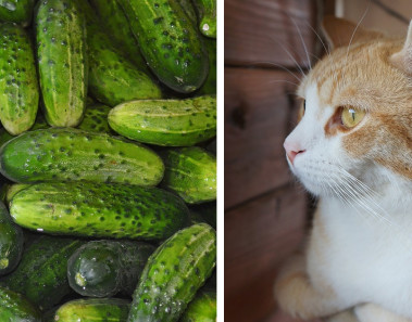 Por qué los gatos tienen tanto miedo a los pepinos