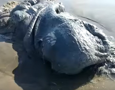 monstruo marino acapulco