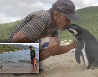 pinguino visita hombre