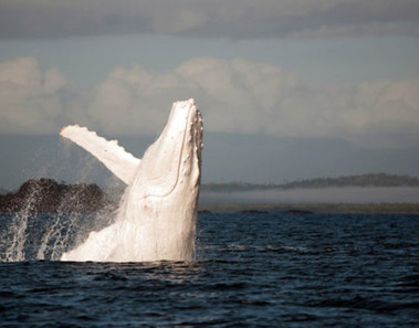 ballena gris albina en las costas de México