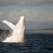 ballena gris albina en las costas de México