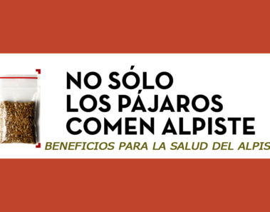 Descubre los grandes beneficios que las semillas de alpiste tienen para la salud