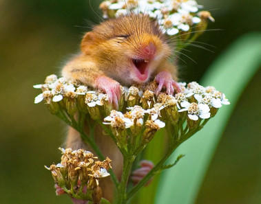 fotos graciosas de animales riendose