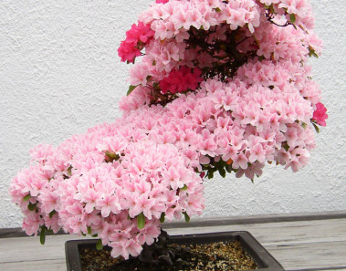fotos arboles bonsai