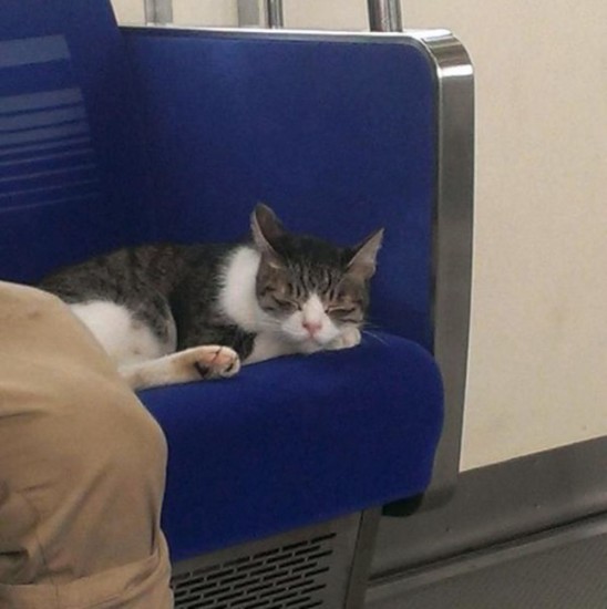 gato viaja solo metro japon 