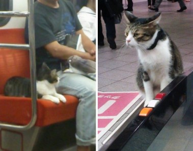 gato viaja solo metro japon
