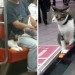 gato viaja solo metro japon