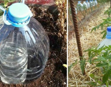 ¿Gastas mucha agua regando las plantas? Este magnífico truco te ayudará