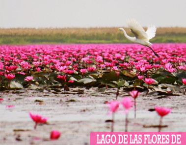 Lago de las Flores de Loto Rojo en Kumphawapi, Tailandia