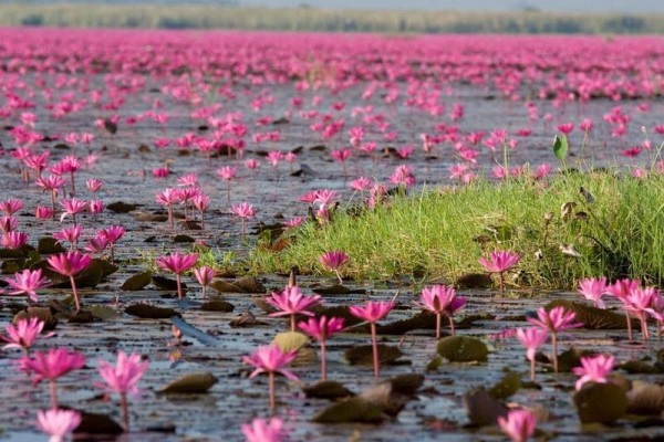 lago loto rojo kumphawapi tailandia