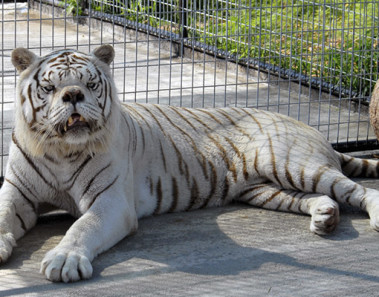 Kenny, el primer tigre con síndrome de Down