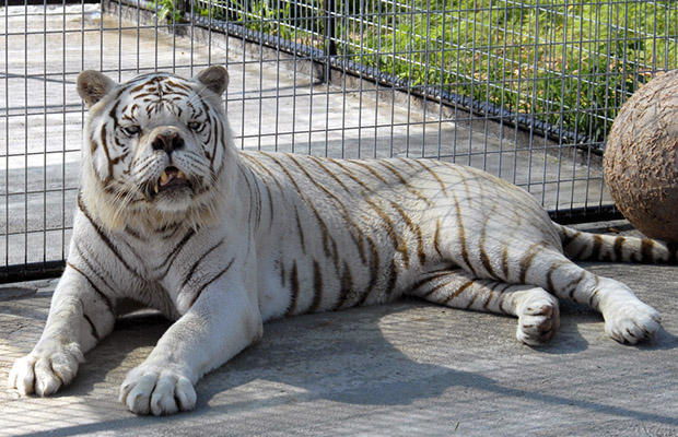 El Primer Tigre Con Sindrome De Down