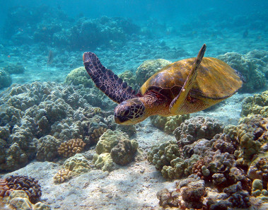 tortuga marina verde mexico
