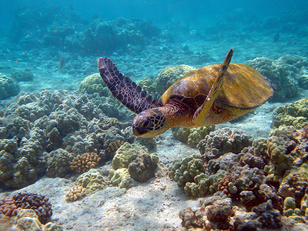 tortuga marina verde mexico