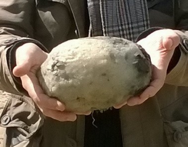 vomito de ballena