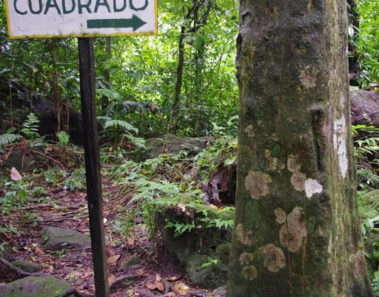 los arboles cuadrados del valle de anton panama