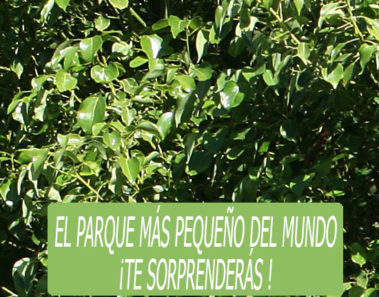 El parque más pequeño del mundo | Mill Ends Park en Portland