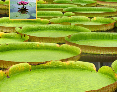 Esta es la flor acuática más grande del mundo