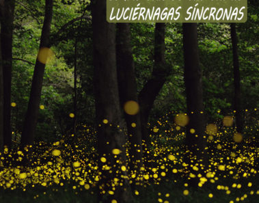 El misterio de las unicas luciérnagas síncronas