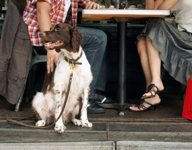 10 restaurantes de la CDMX pet-friendly
