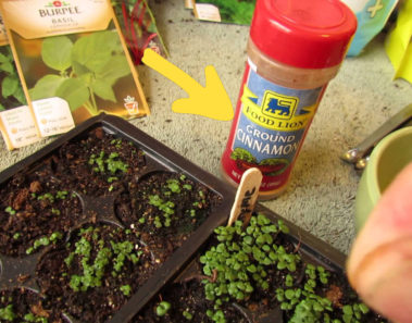 Cuando sepas por qué este hombre espolvorea canela en sus plantas vas a querer hacerlo