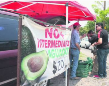 Este agricultor evitó lo intermediarios y vende el kilo de aguacate a 20 pesos