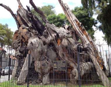 historia de mexico el arbol de la noche triste