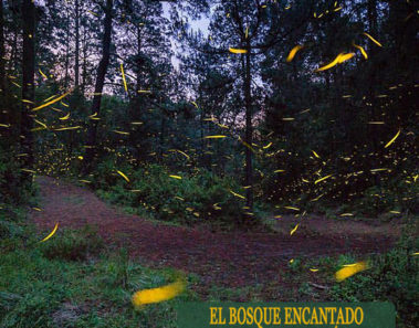 bosque encantando santuario de las luciernagas en nanacamilpa mexico
