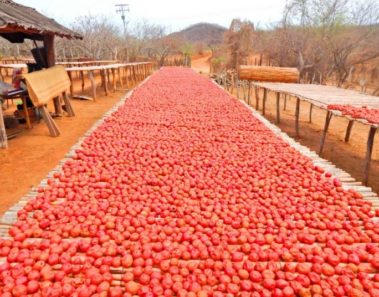 cosecha ciruelas mexicanas sinaloa