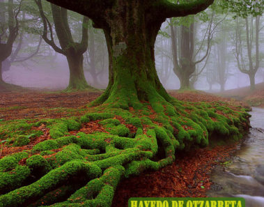 El Hayedo de Otzarreta, un bosque encantado en el Pais Vasco