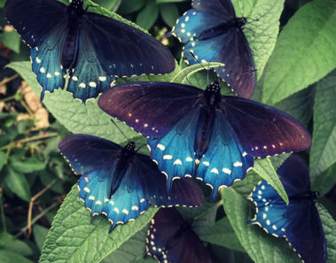 repoblacion especie mariposa california