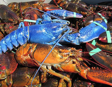 Bleu, la increíble langosta azul