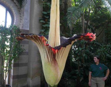 Esta es la flor más grande del mundo