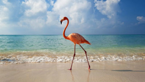 Las Coloradas, la playa rosa de Yucatán en México