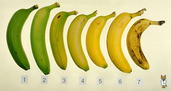 ¿Sabes cuál de estas 7 bananas es más saludable? 